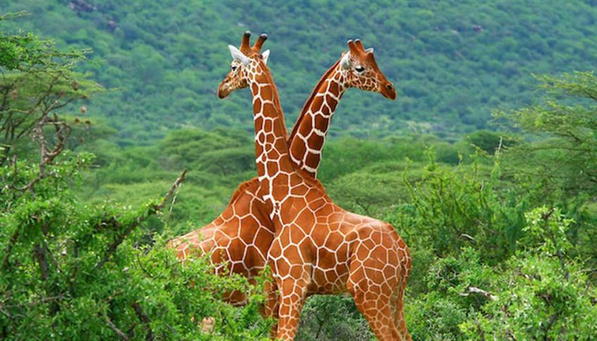 Nella grande famiglia dei mammiferi, troviamo l'altissima giraffa Nella grande famiglia dei mammiferi, troviamo l'altissima giraffa
